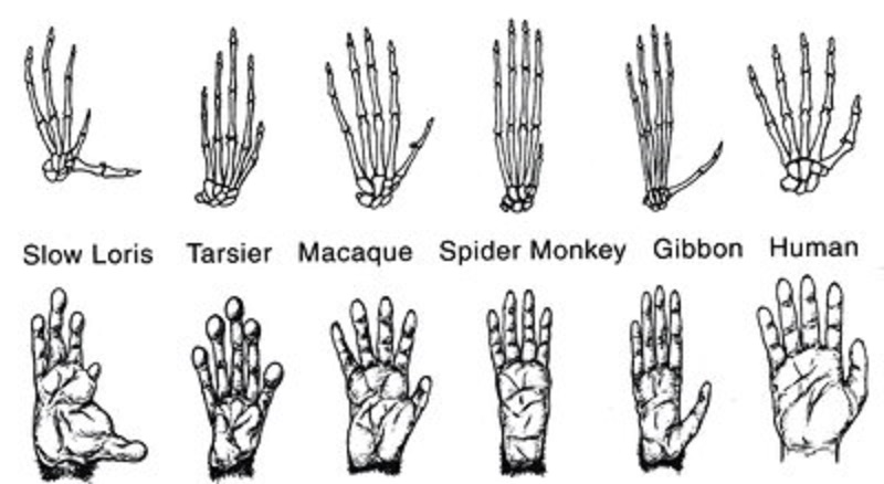 What are some differences between the monkey's and a human skeleton